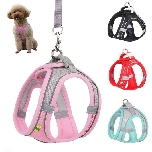 Small Dogs Leash
